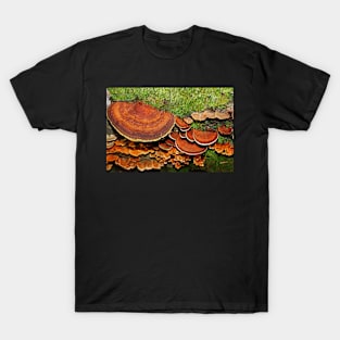 Brown Saucers T-Shirt